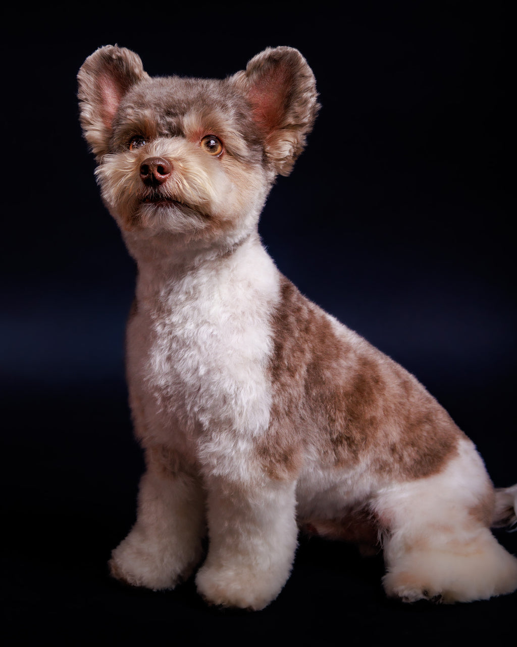 Pet Portrait Session