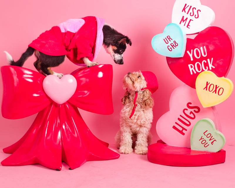 Valentine's Day dog portrait in a professional studio
