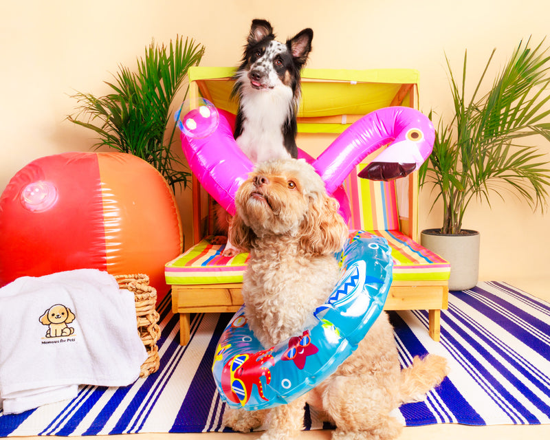Summer studio pet photography session
