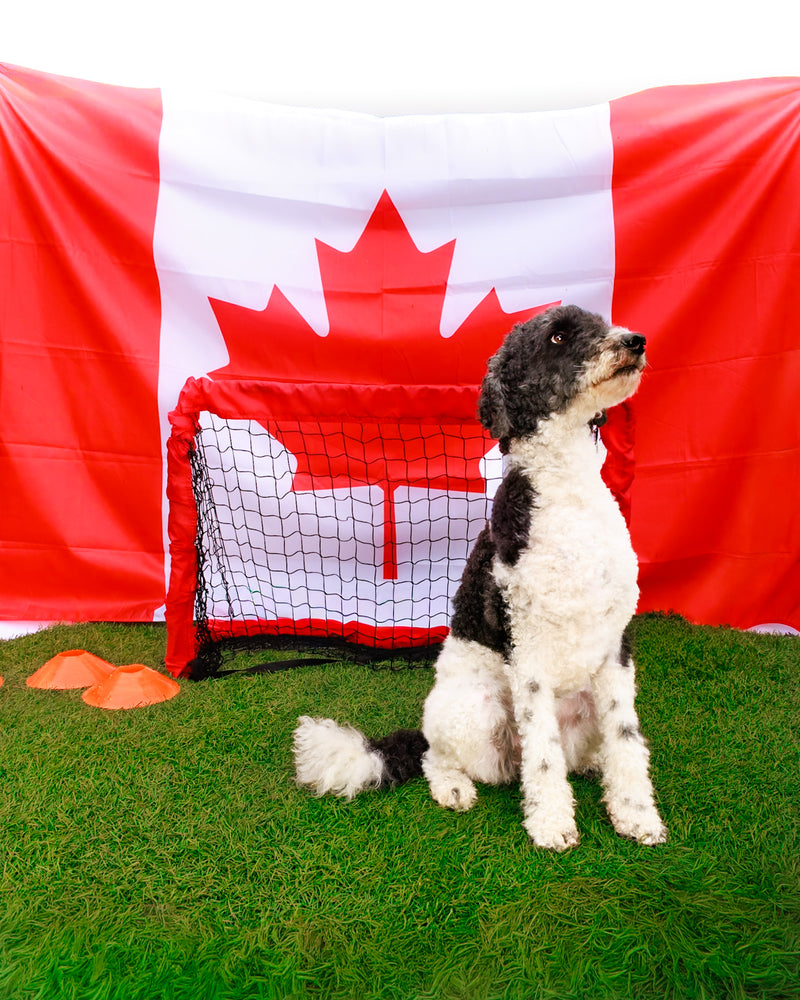 Dog celebrating the World Cup in a photography studio
