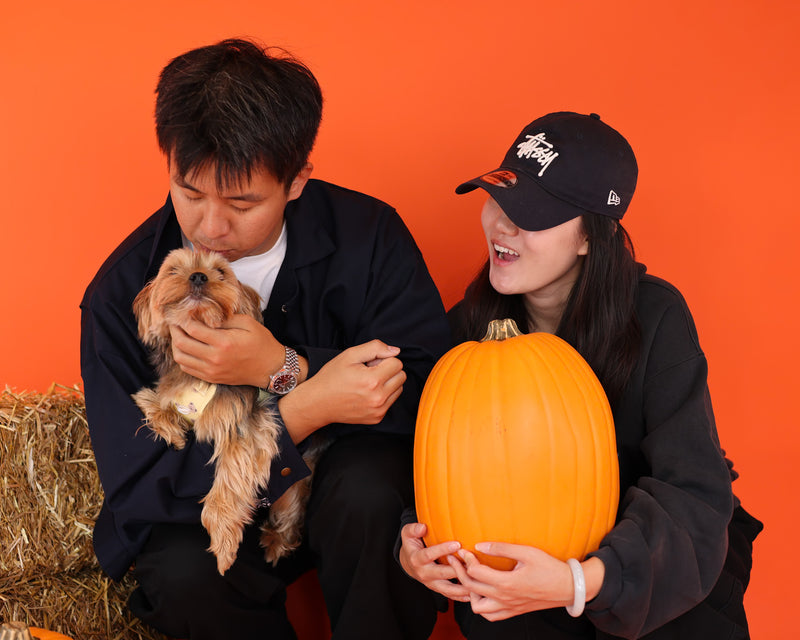 Luxury dog portrait with seasonal décor
