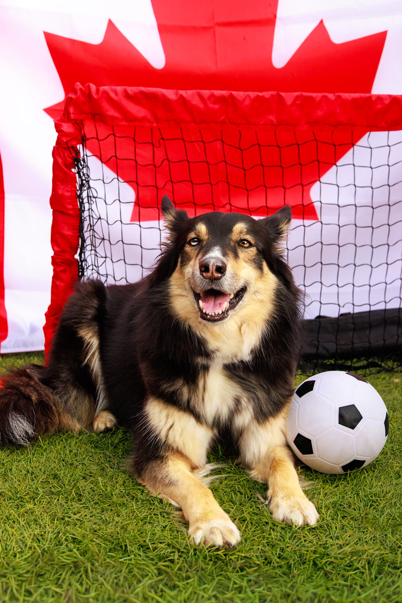 Studio portrait celebrating the world's biggest football tournament
