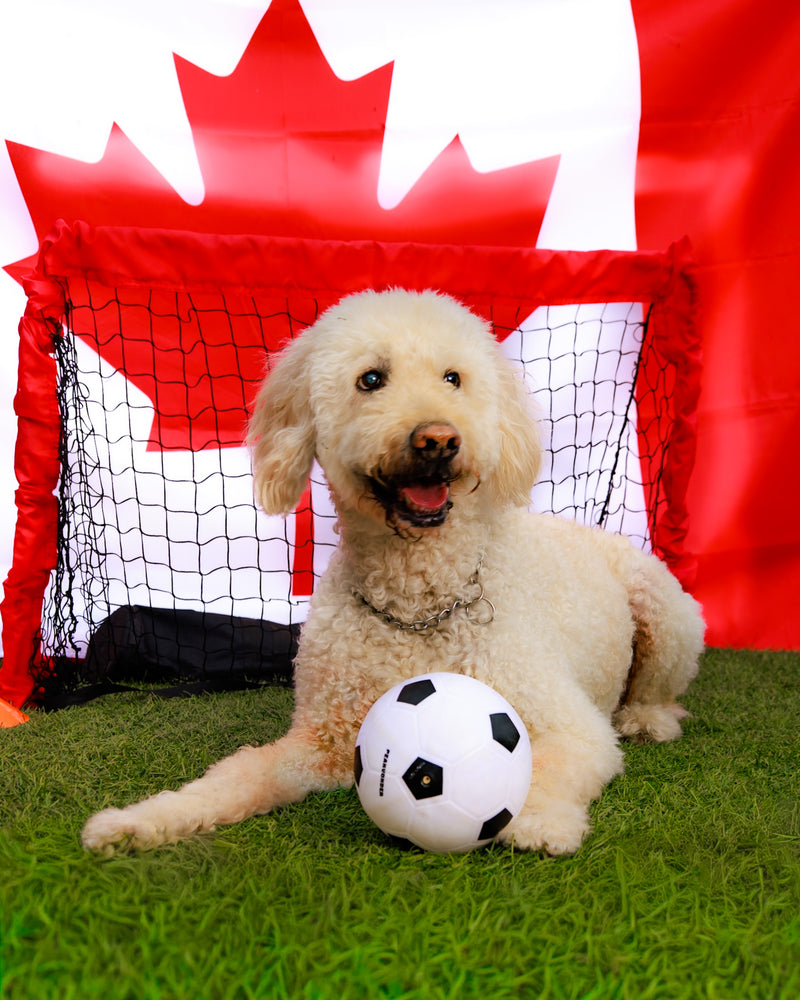 Toronto pet photographer capturing World Cup portraits
