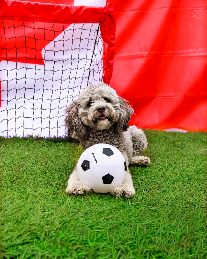 Professional sports-themed pet photography
