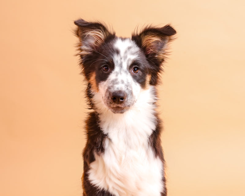 Classic pet portrait on a beige studio background
