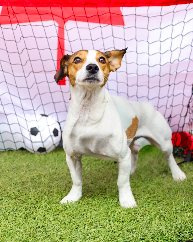 Dog photographed on a football-inspired backdrop
