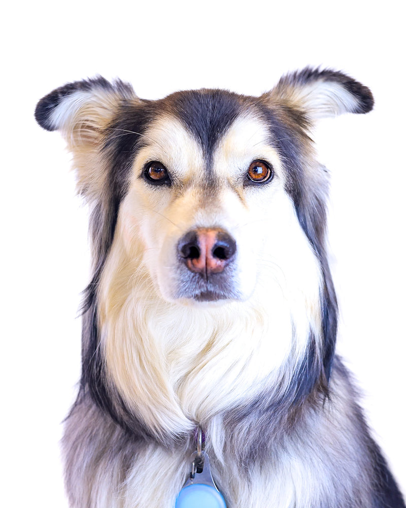 Elegant pet photography with a timeless white setting
