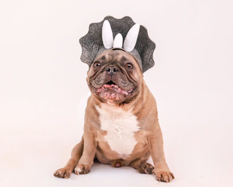 White studio backdrop for professional pet photography
