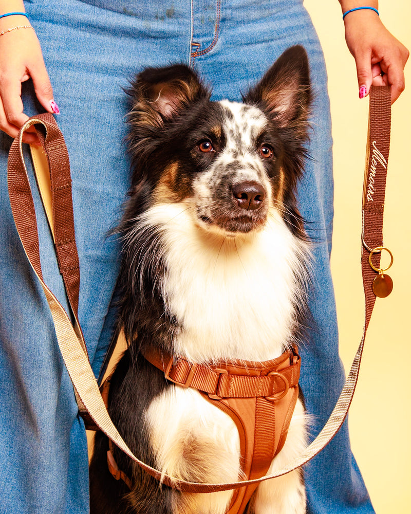Fine art pet photography with a neutral backdrop
