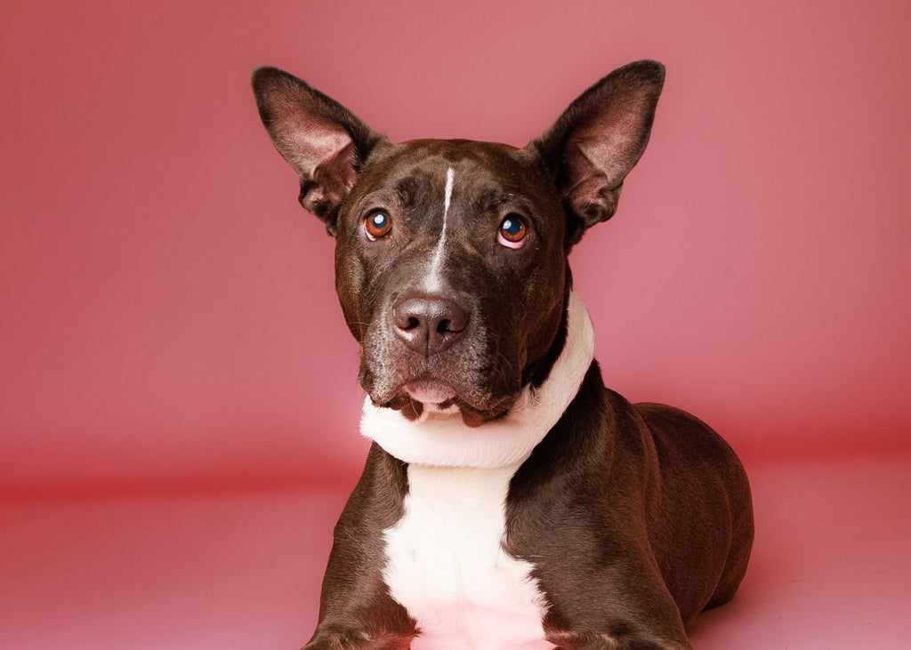 Pet Portrait Session