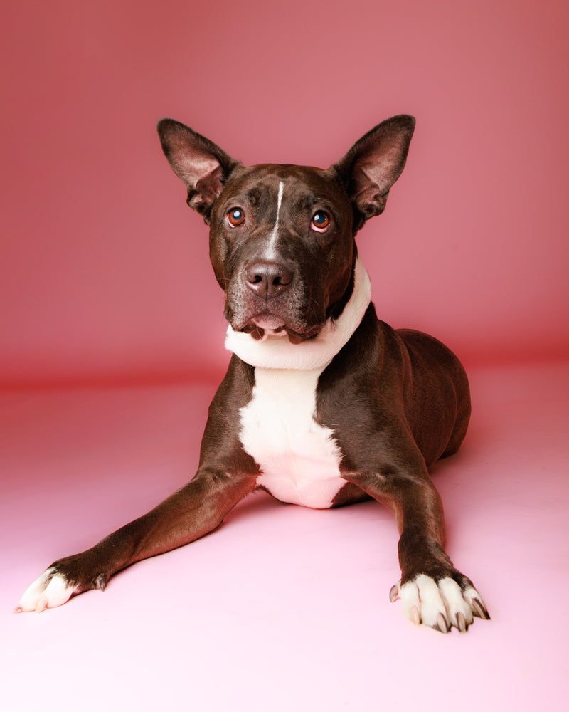 Pink backdrop portrait with elegant studio lighting
