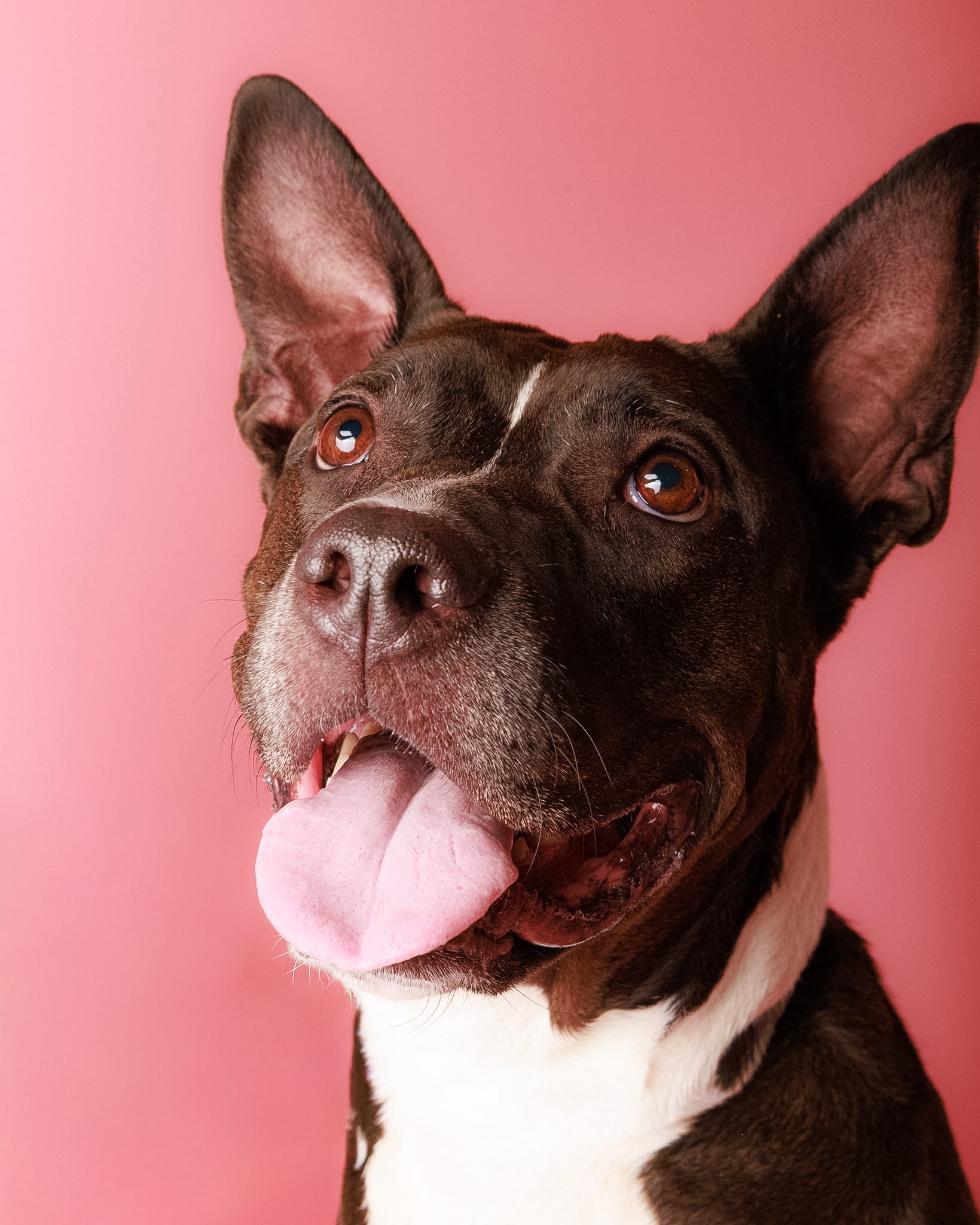 Pet Portrait Session
