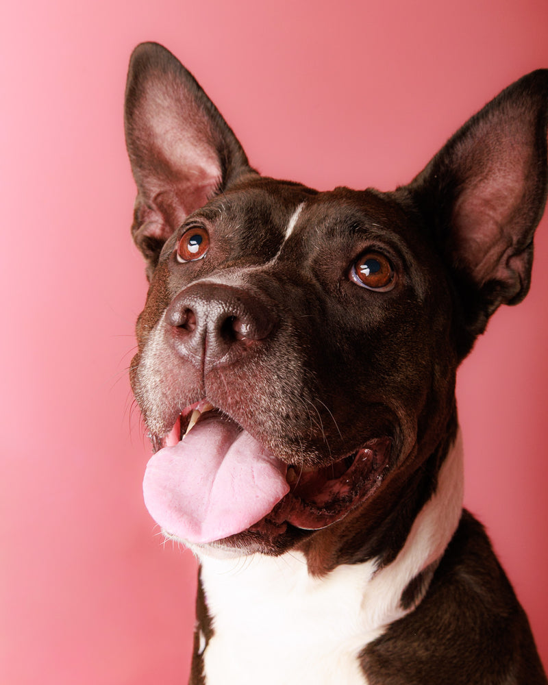 Pink backdrop studio portrait for dogs
