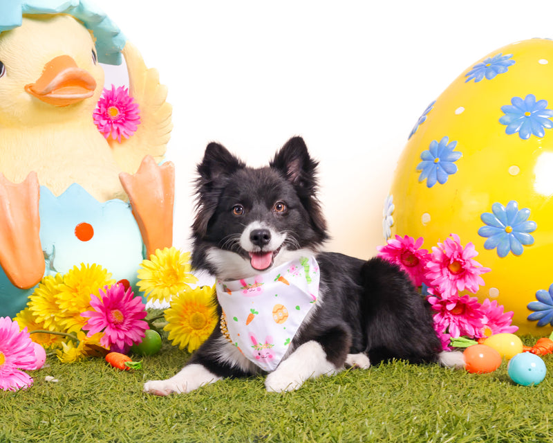 Spring-themed dog portrait indoors
