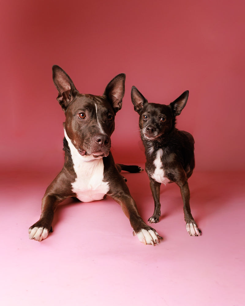 Professional dog photography with colourful styling

