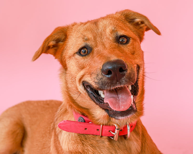 Dog portrait celebrating personality and colour
