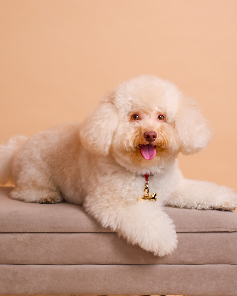 Studio pet photoshoot with a warm beige background
