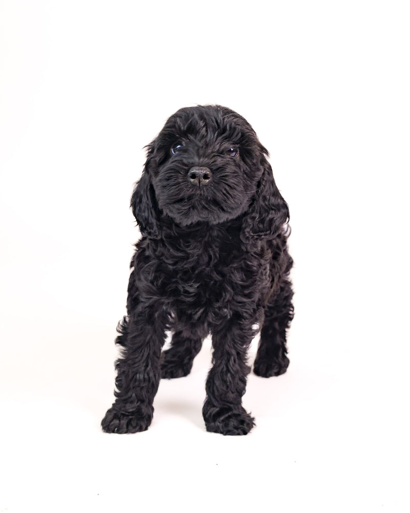 Studio pet portrait featuring a white background
