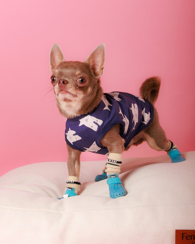 Professional pet photography on a vibrant pink background
