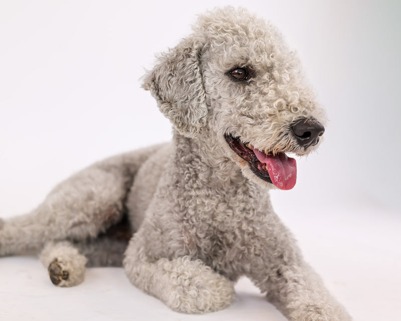 Dog portrait with elegant white studio styling
