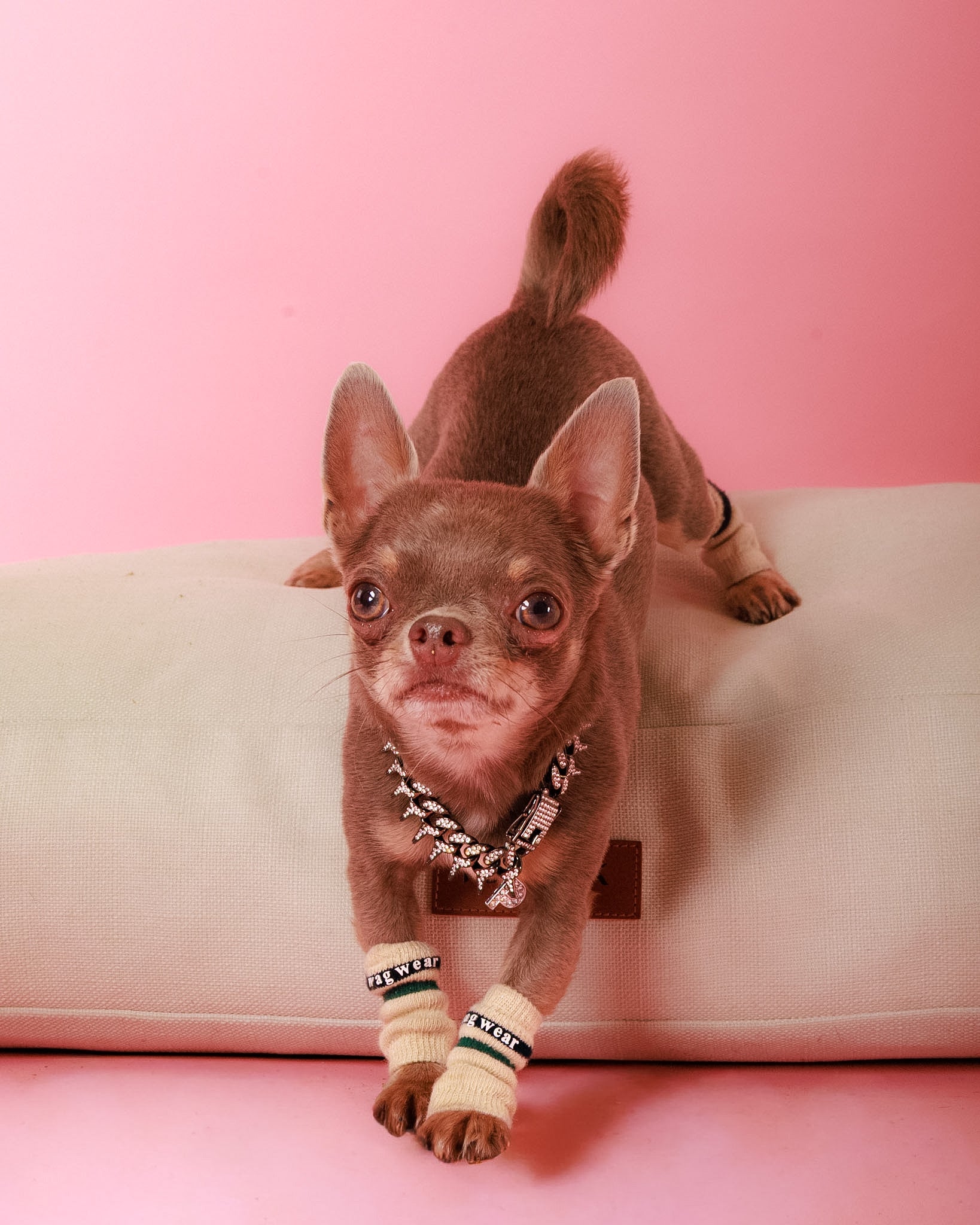 Pet Portrait Session