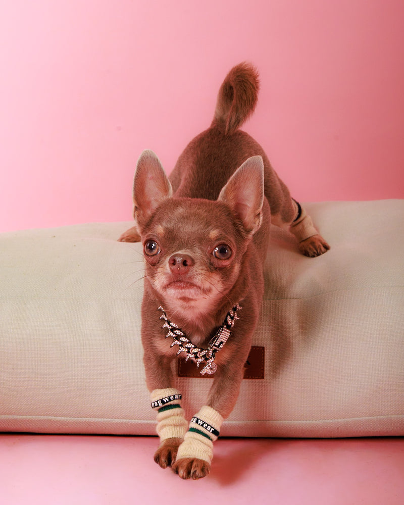 Professional photography capturing a joyful pet

