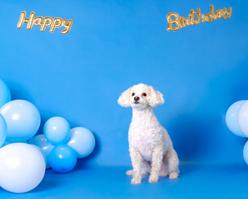Professional birthday pet portrait in Toronto
