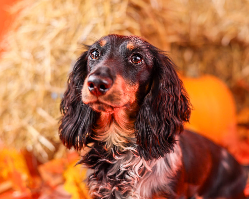 Seasonal dog photography in Toronto
