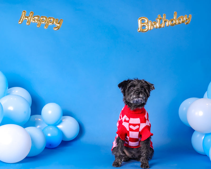 Professional birthday pet photography session
