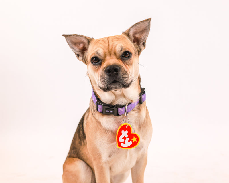 Luxury dog portrait captured indoors
