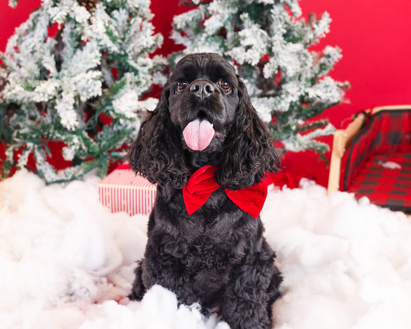 Dog sitting on a Christmas photography backdrop
