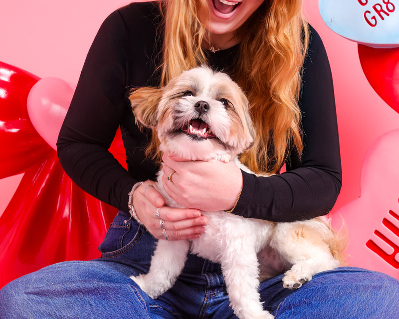 Valentine's backdrop portrait of a beloved dog
