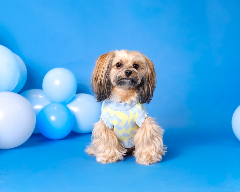 Studio birthday portrait for pets

