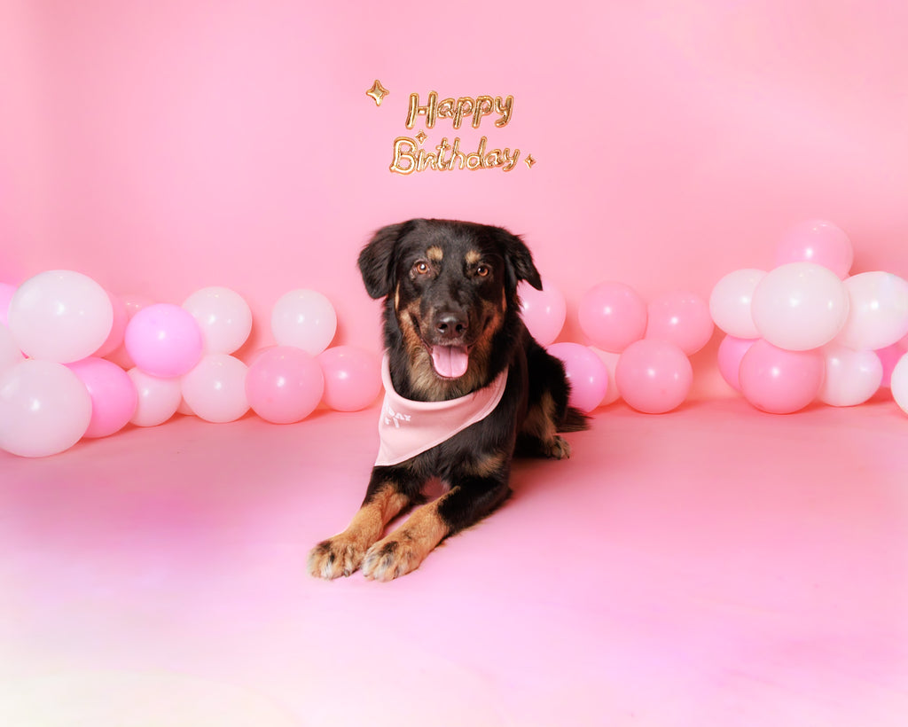 Birthday Pet Portrait Session