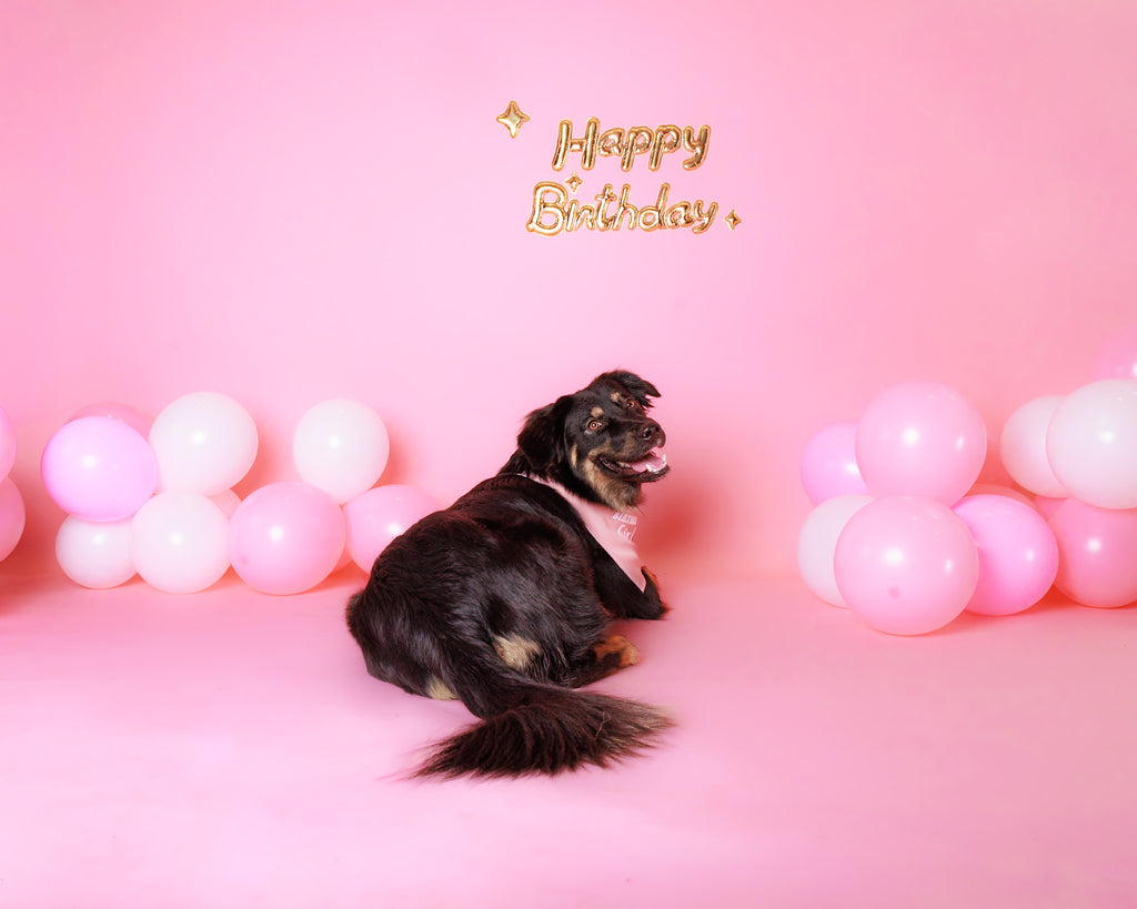 Birthday Pet Portrait Session