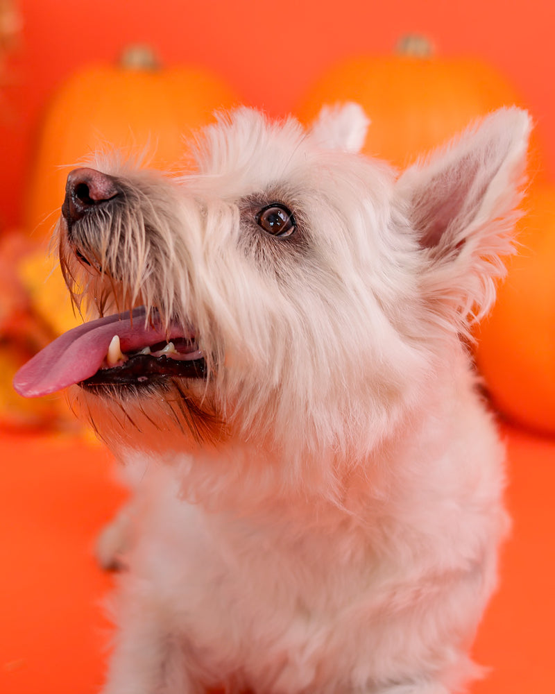 Dog portrait on a colourful fall backdrop
