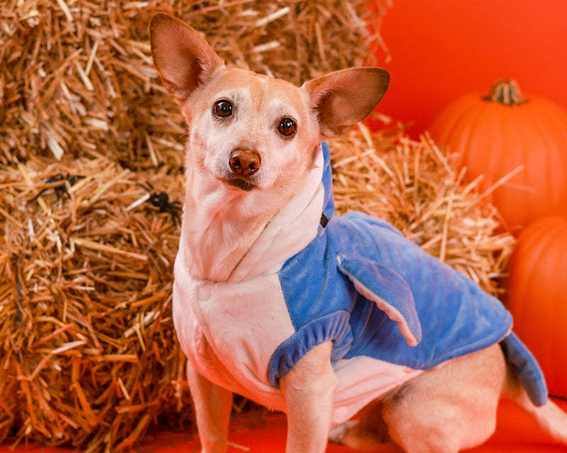 Dog portrait surrounded by fall décor
