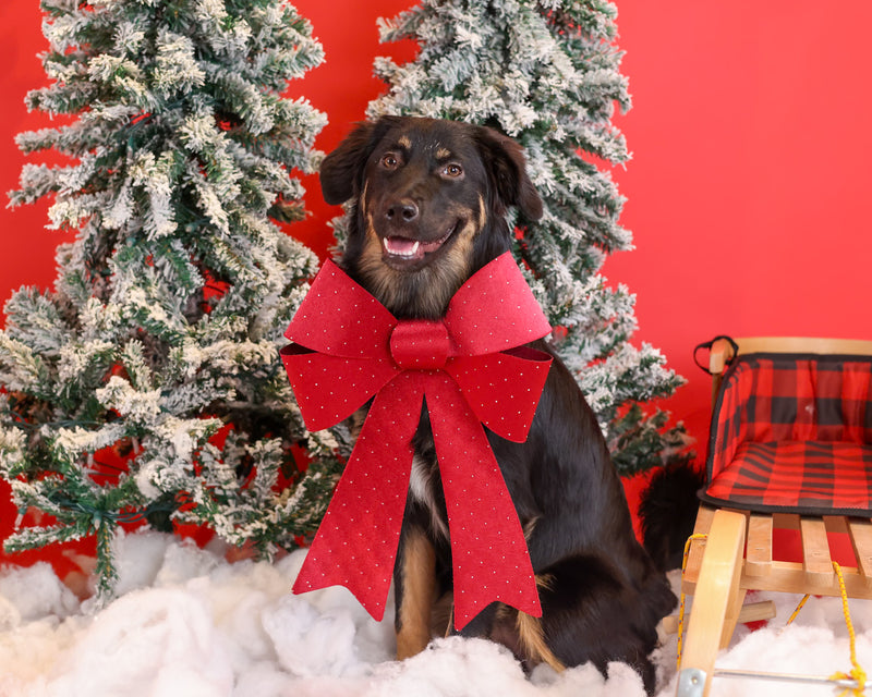 Festive pet portrait with holiday decorations
