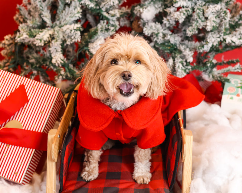 Holiday portrait celebrating the season
