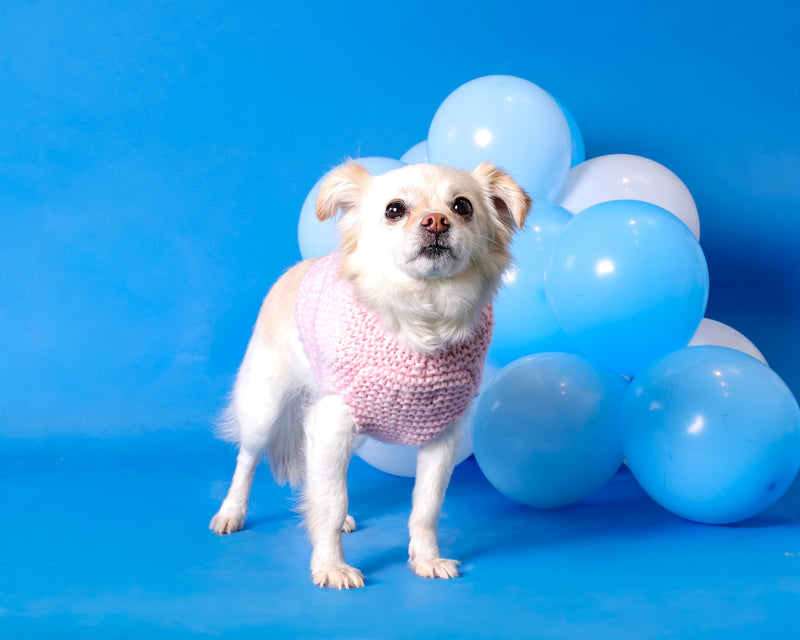 Professional dog birthday photography
