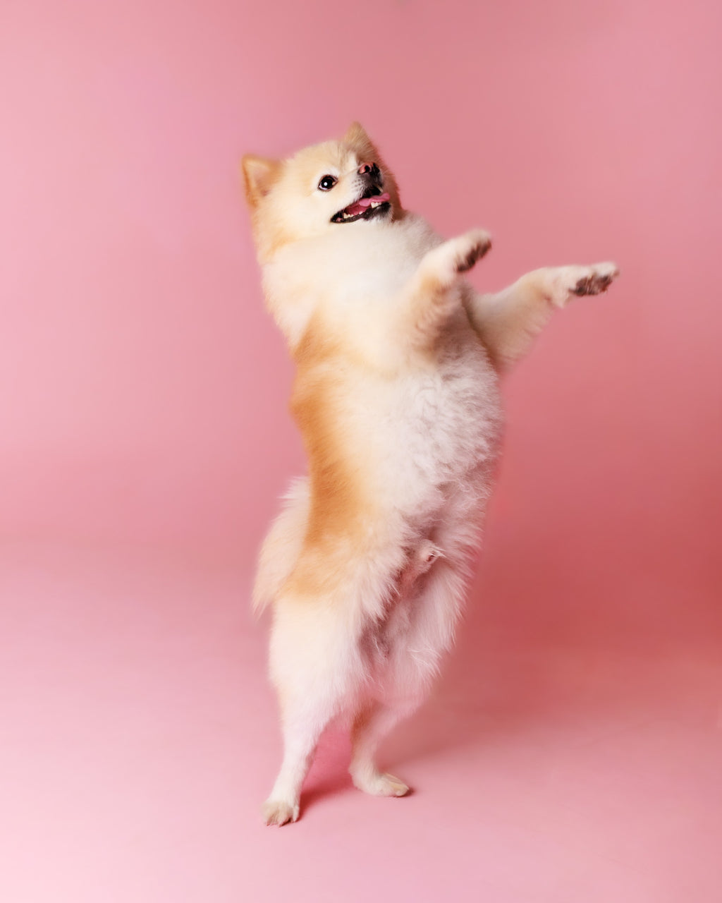 Pet Portrait Session