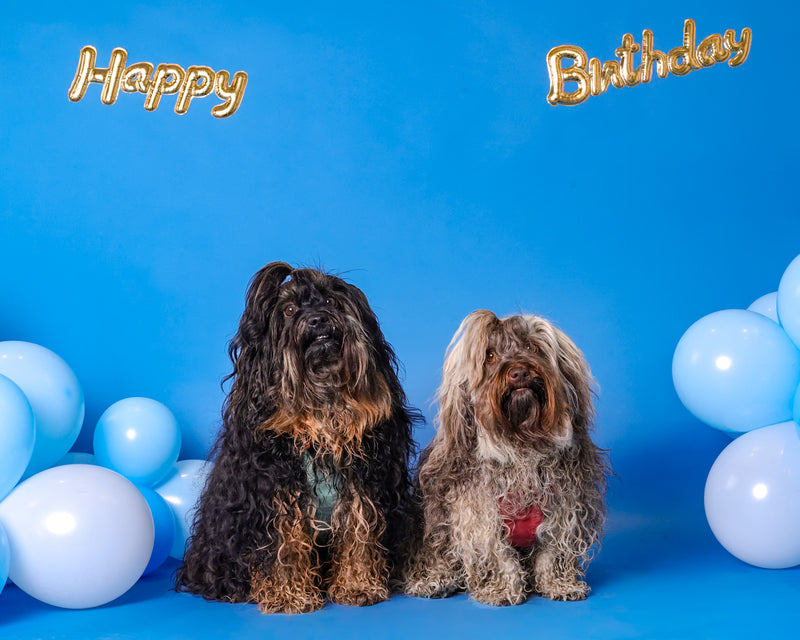 Dog celebrating a birthday in a professional studio
