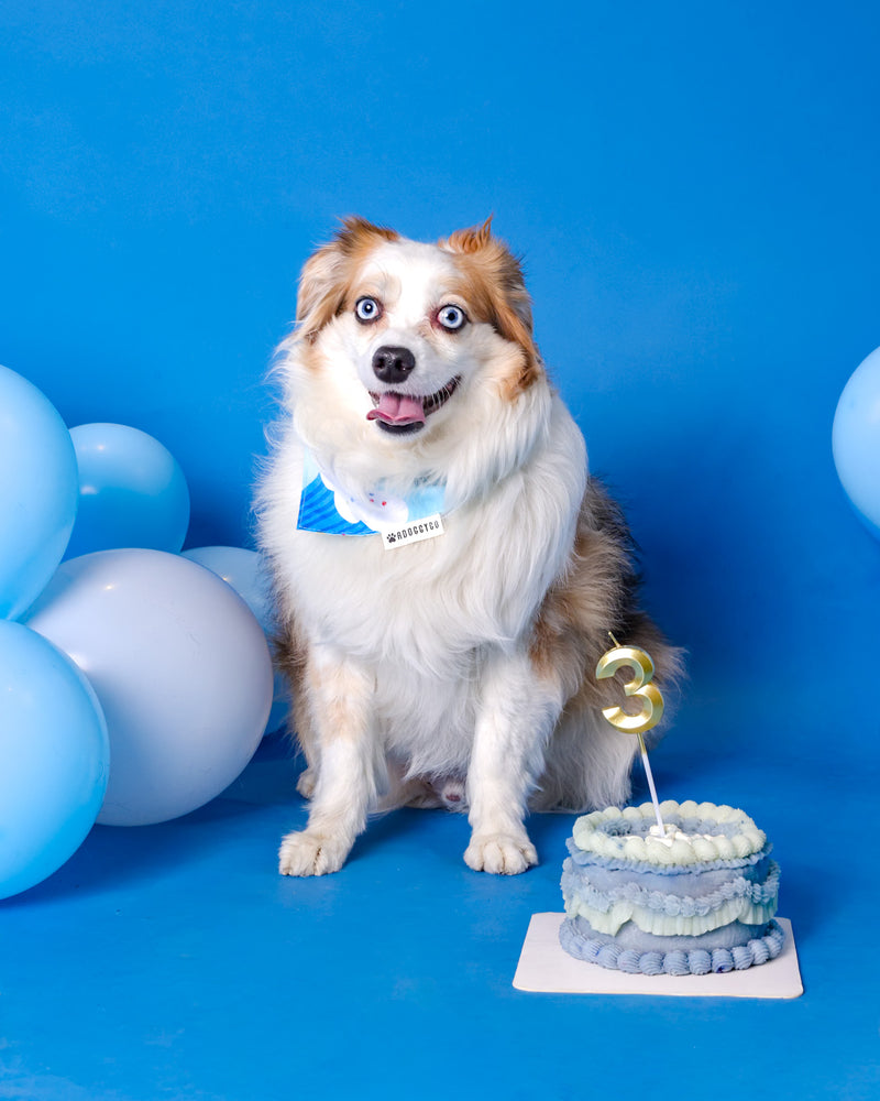 Dog photographed wearing birthday accessories
