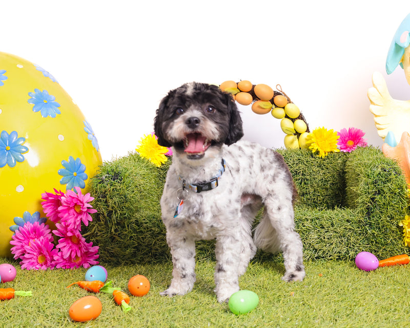 Indoor spring dog photography
