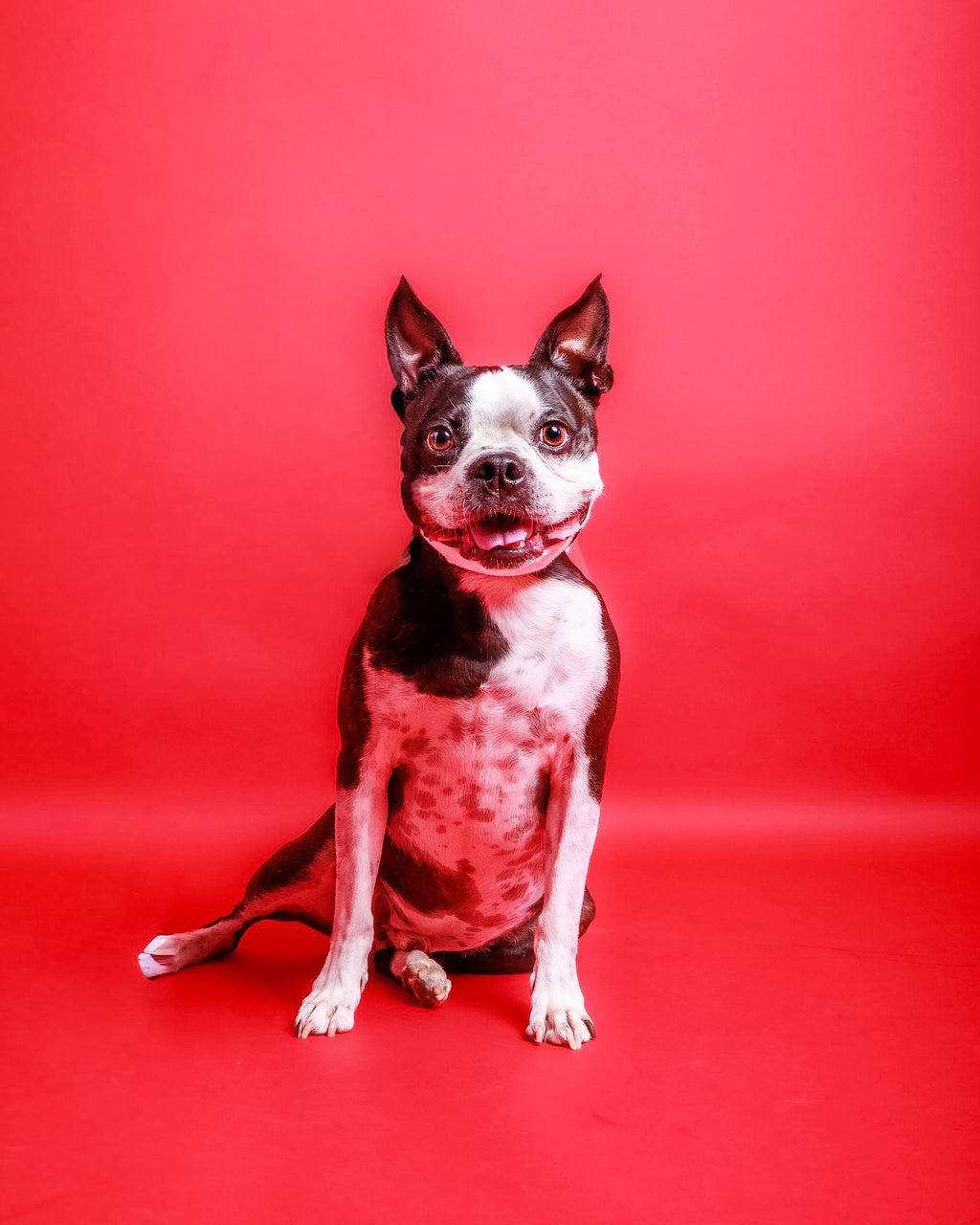 Pet Portrait Session