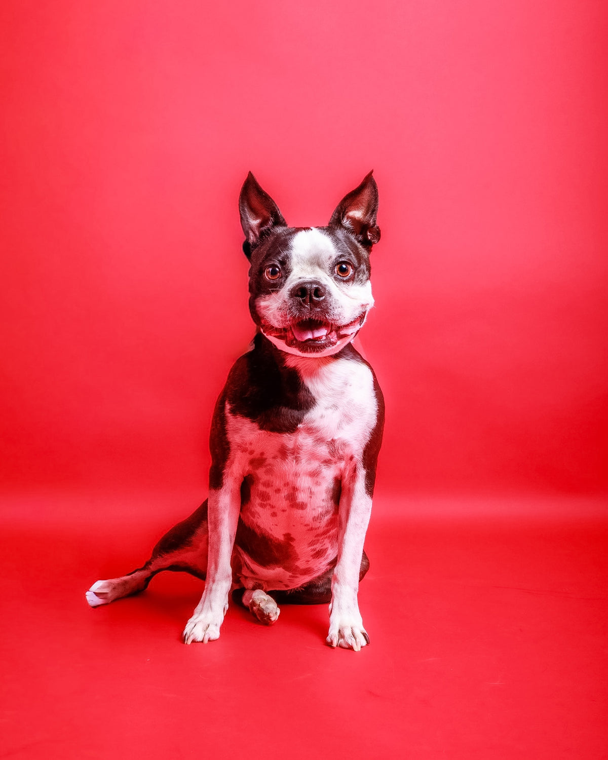 Pet Portrait Session
