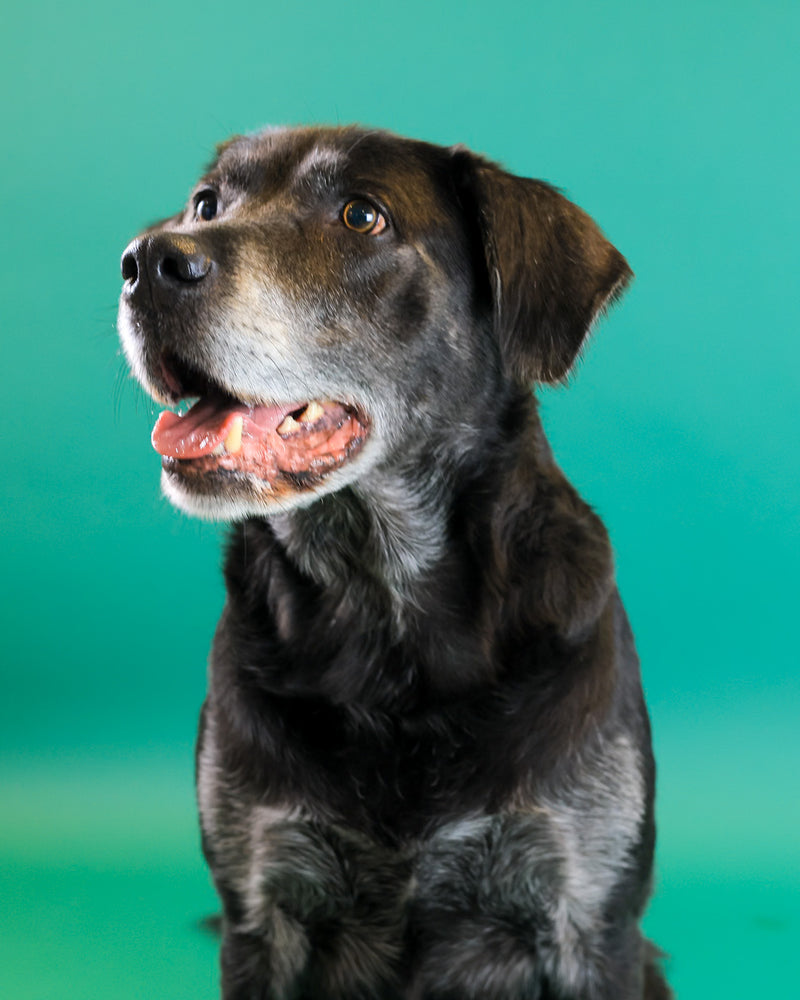 Studio dog portrait with a timeless evergreen setting
