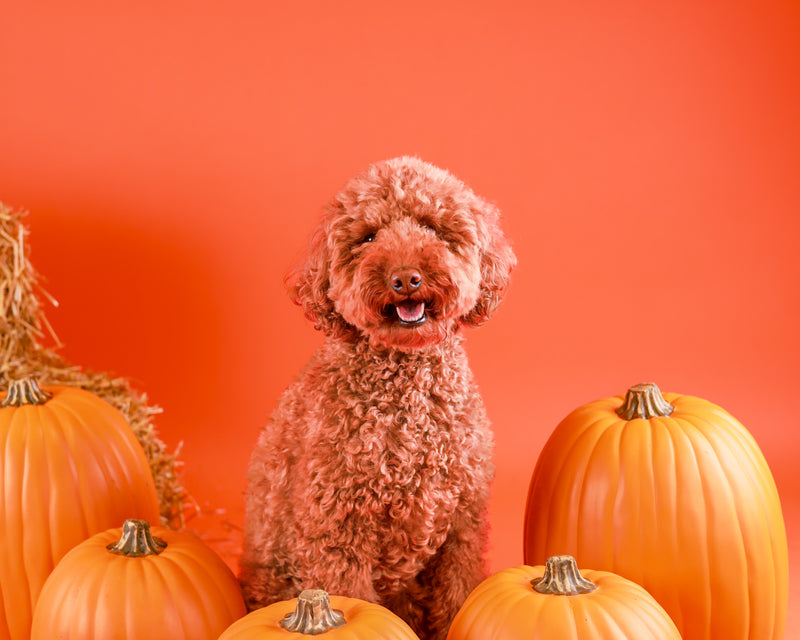 Professional Halloween portrait in studio
