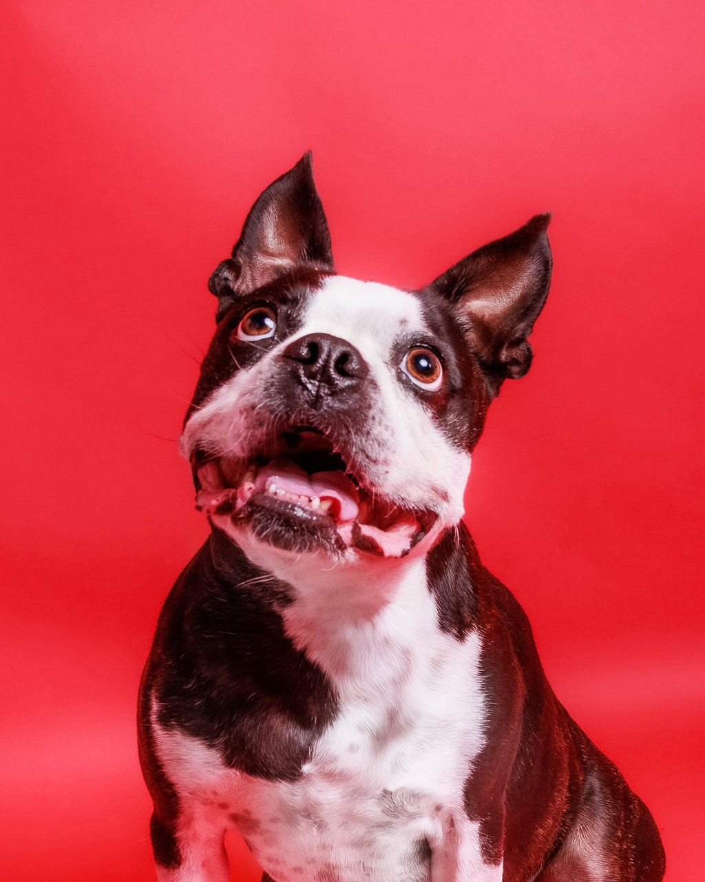 Pet Portrait Session
