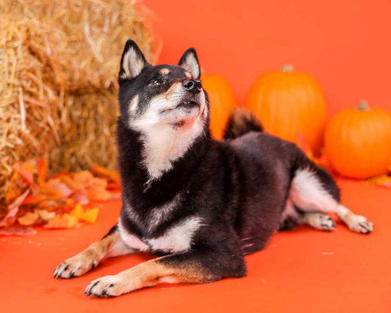 Indoor fall portrait of a beloved pet

